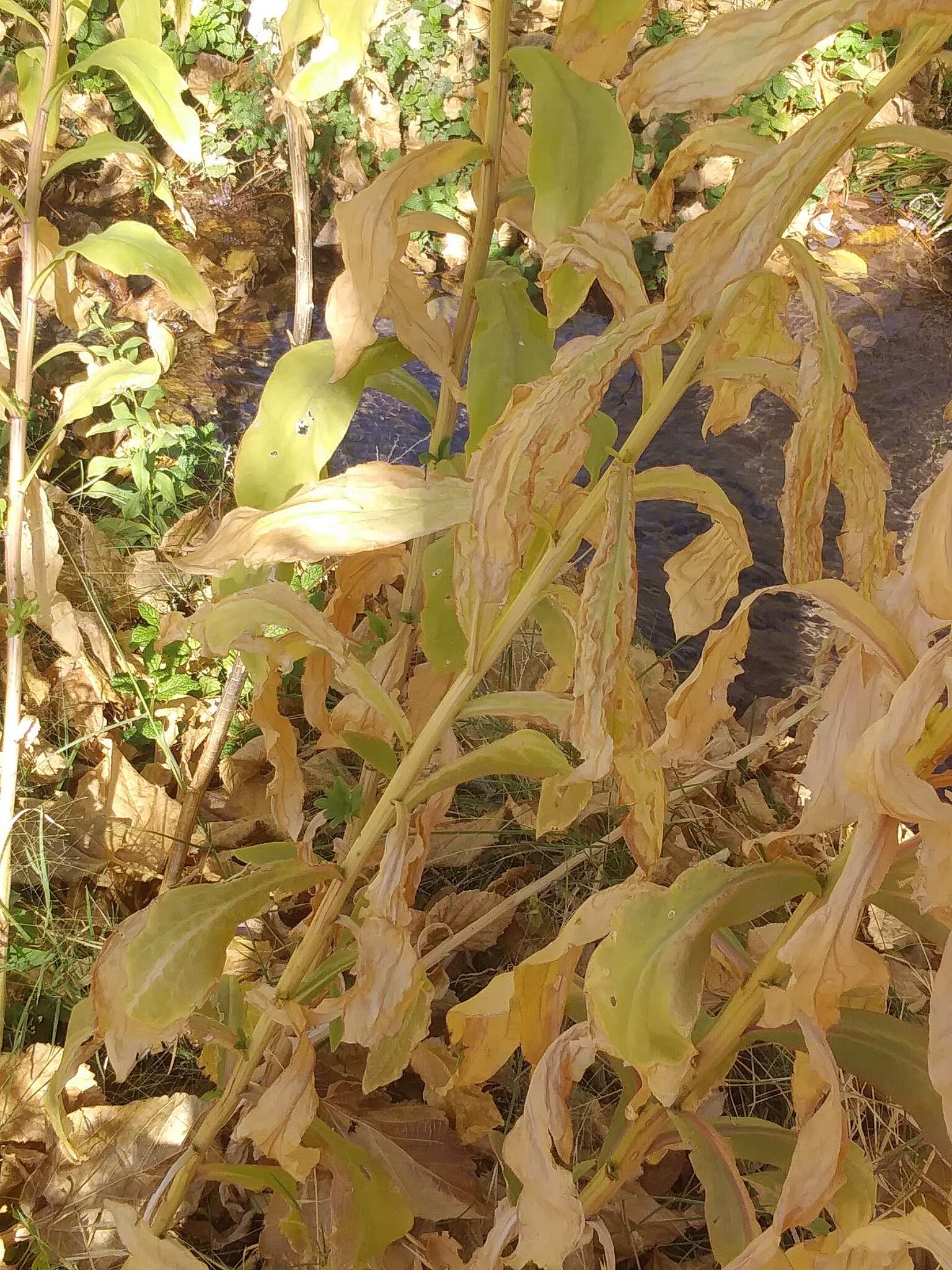 Image of Nevada Goldenrod