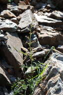 Image of Hopp's figwort