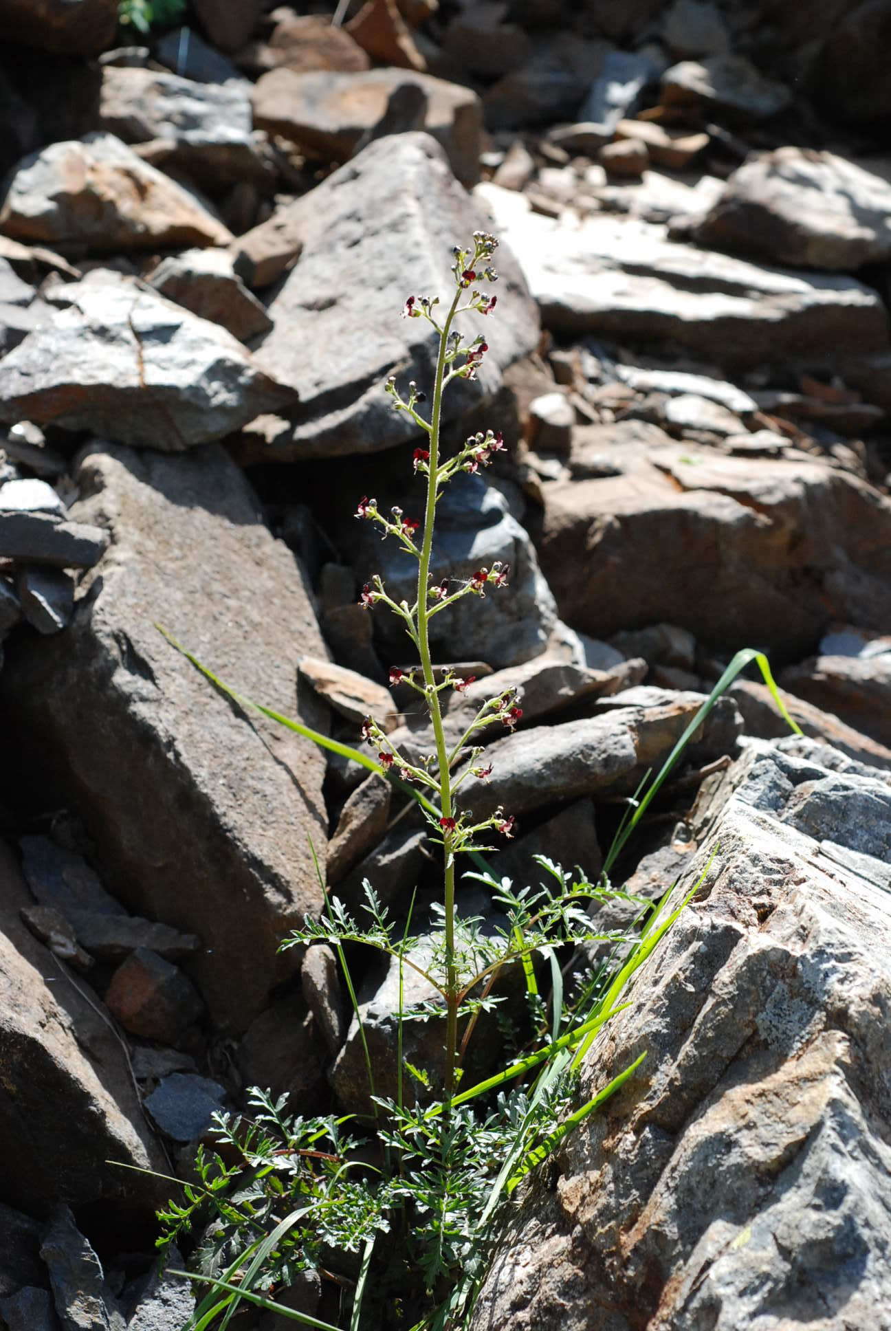 Scrophularia canina subsp. hoppii (Koch) P. Fourn. resmi