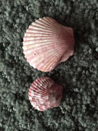 Image of Atlantic Calico scallop