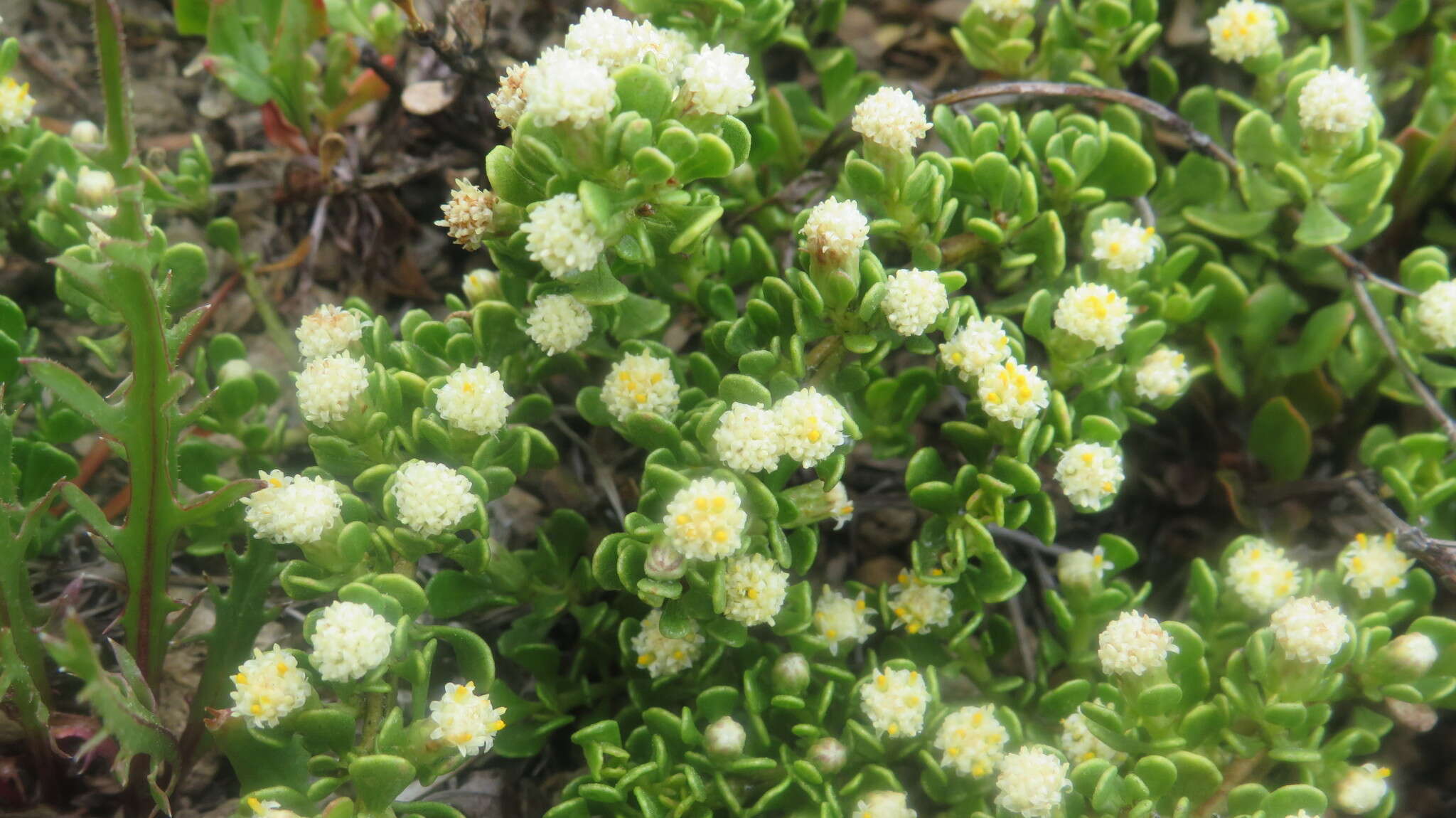 Image of Baccharis magellanica (Lam.) Pers.