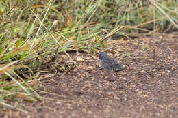 Image of Ortygospiza atricollis digressa Clancey 1958