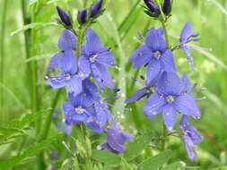 Image de Veronica teucrium L.