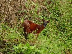 Image of Dwarf Red Brocket