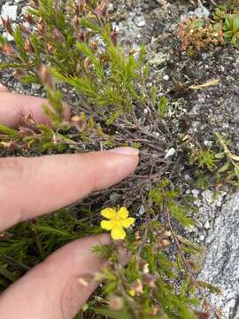 Image of mountain goldenheather