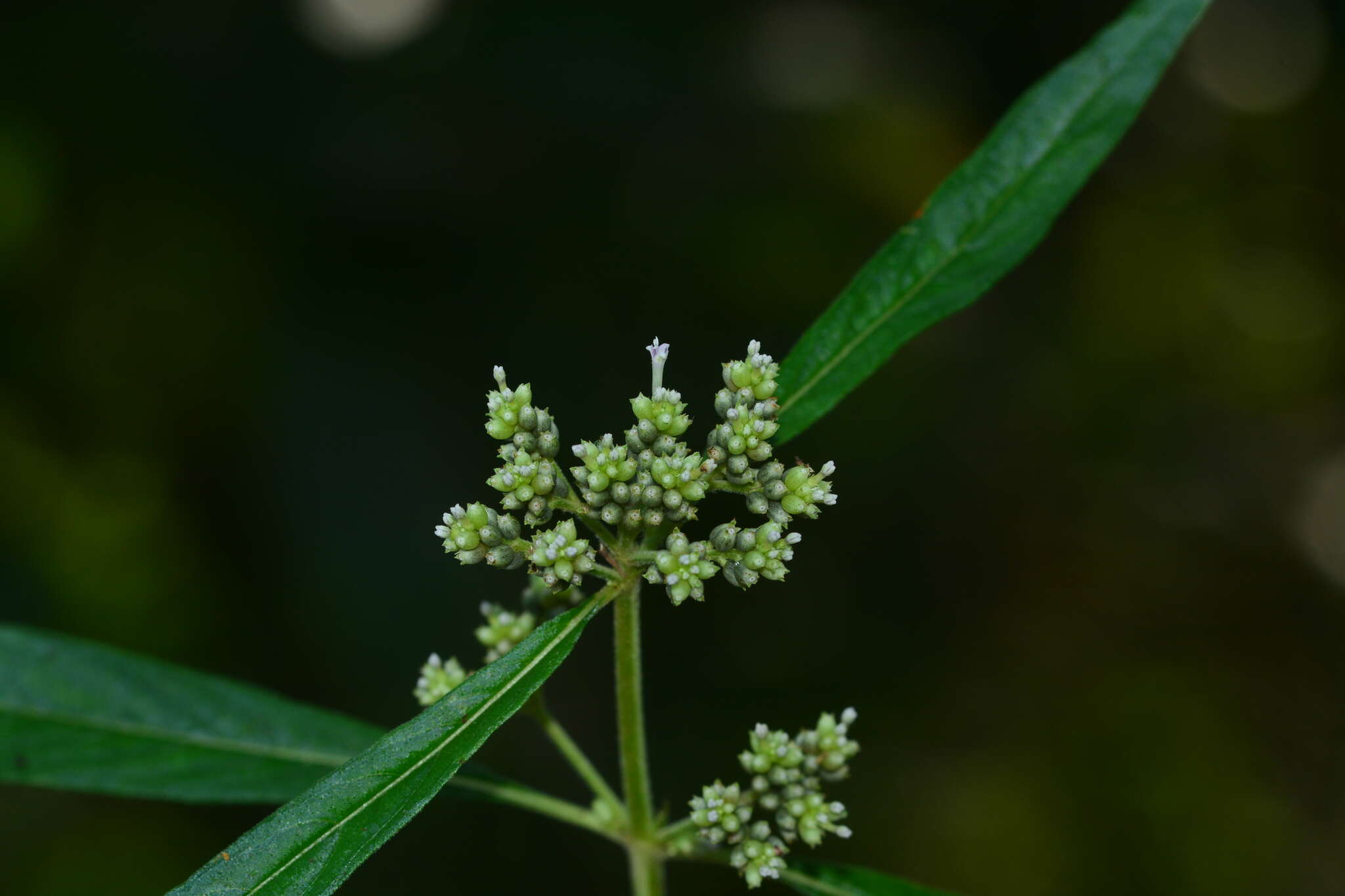 Image of Knoxia sumatrensis (Retz.) DC.