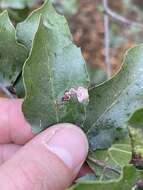 Image of Stigmella variella (Braun 1910) Wilkinson et al. 1979