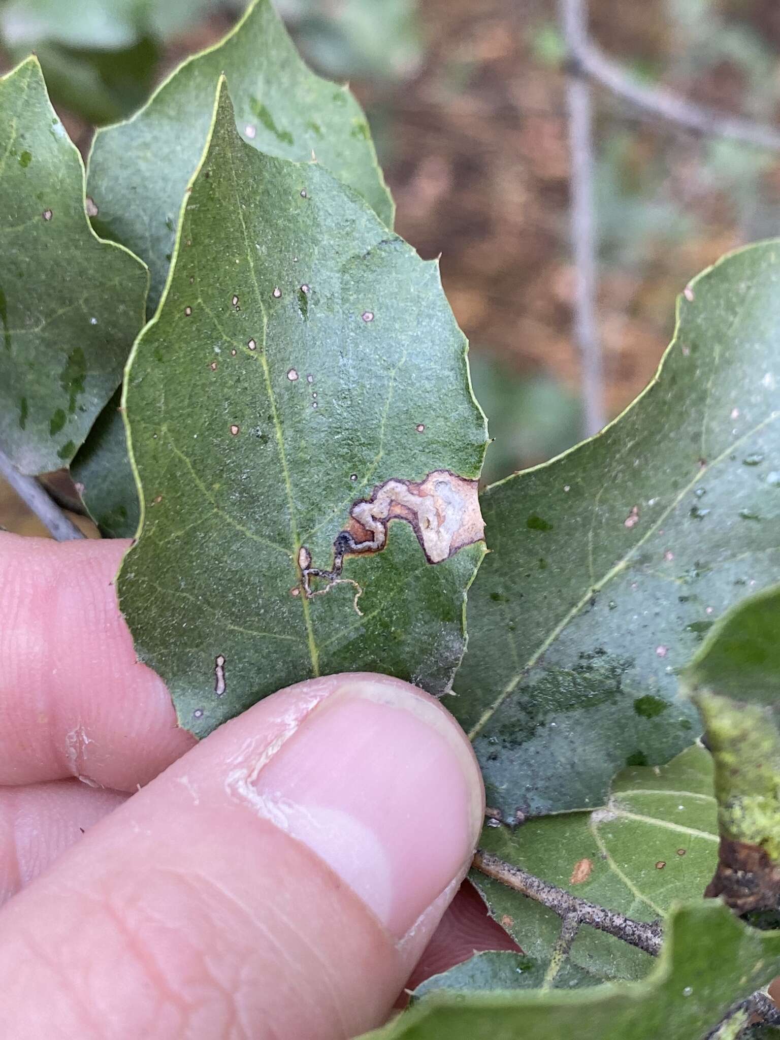 Stigmella variella (Braun 1910) Wilkinson et al. 1979的圖片