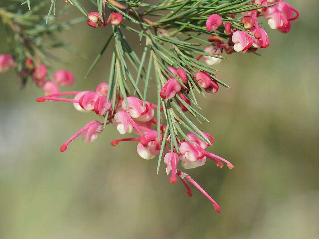 Image of Grevillea rosmarinifolia A. Cunn.