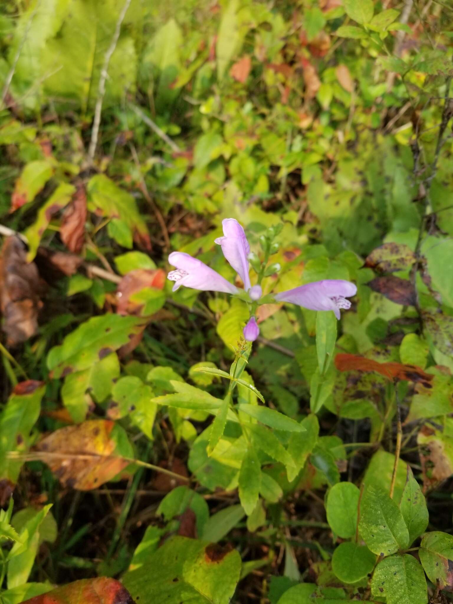 Image of obedient plant