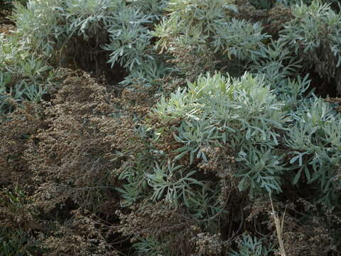 Слика од Artemisia argentea L'Hér.