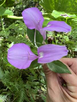 Image of Dicliptera tinctoria