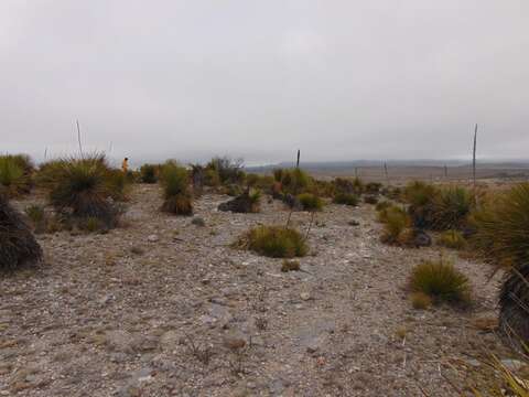 Image of Agave striata subsp. falcata (Engelm.) Gentry