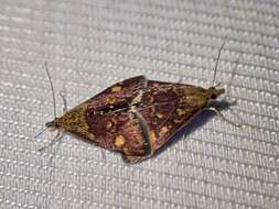 Image of Mint moth