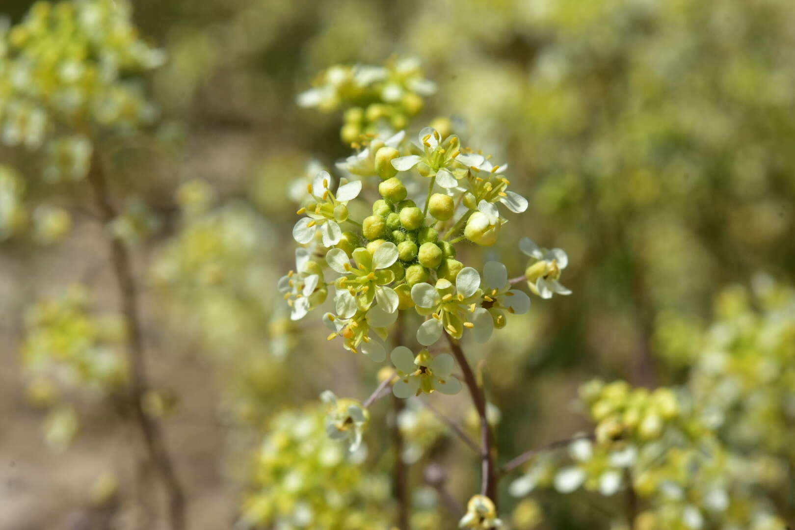 Image de Lepidium jaredii subsp. album