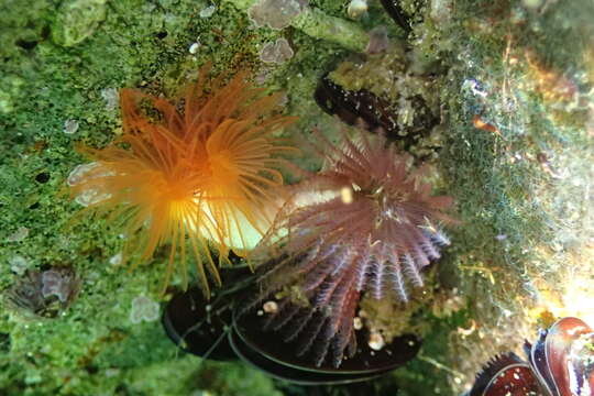 Image of hard tube coco worm