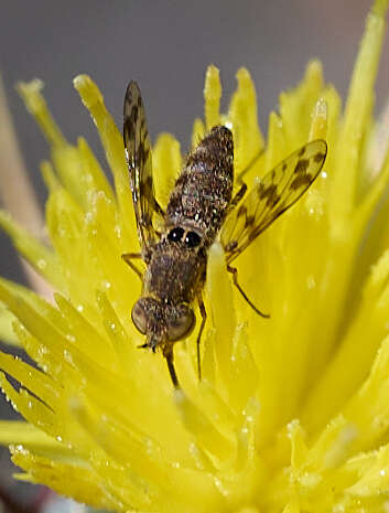 Image of Geminaria canalis (Coquillett 1887)