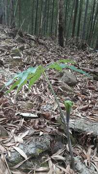 Image of Arisaema consanguineum Schott