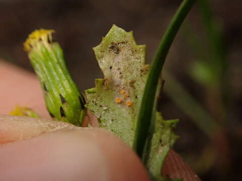 Image of Puccinia lagenophorae Cooke 1884