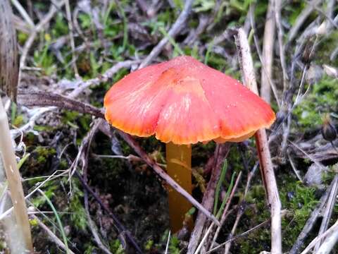 Image of Hygrocybe conicoides (P. D. Orton) P. D. Orton & Watling 1969