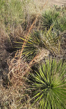 Image of Buckley's yucca