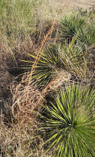 Image of Buckley's yucca