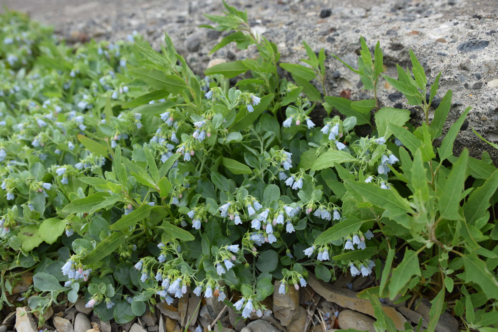 Image de Mertensia maritima subsp. maritima