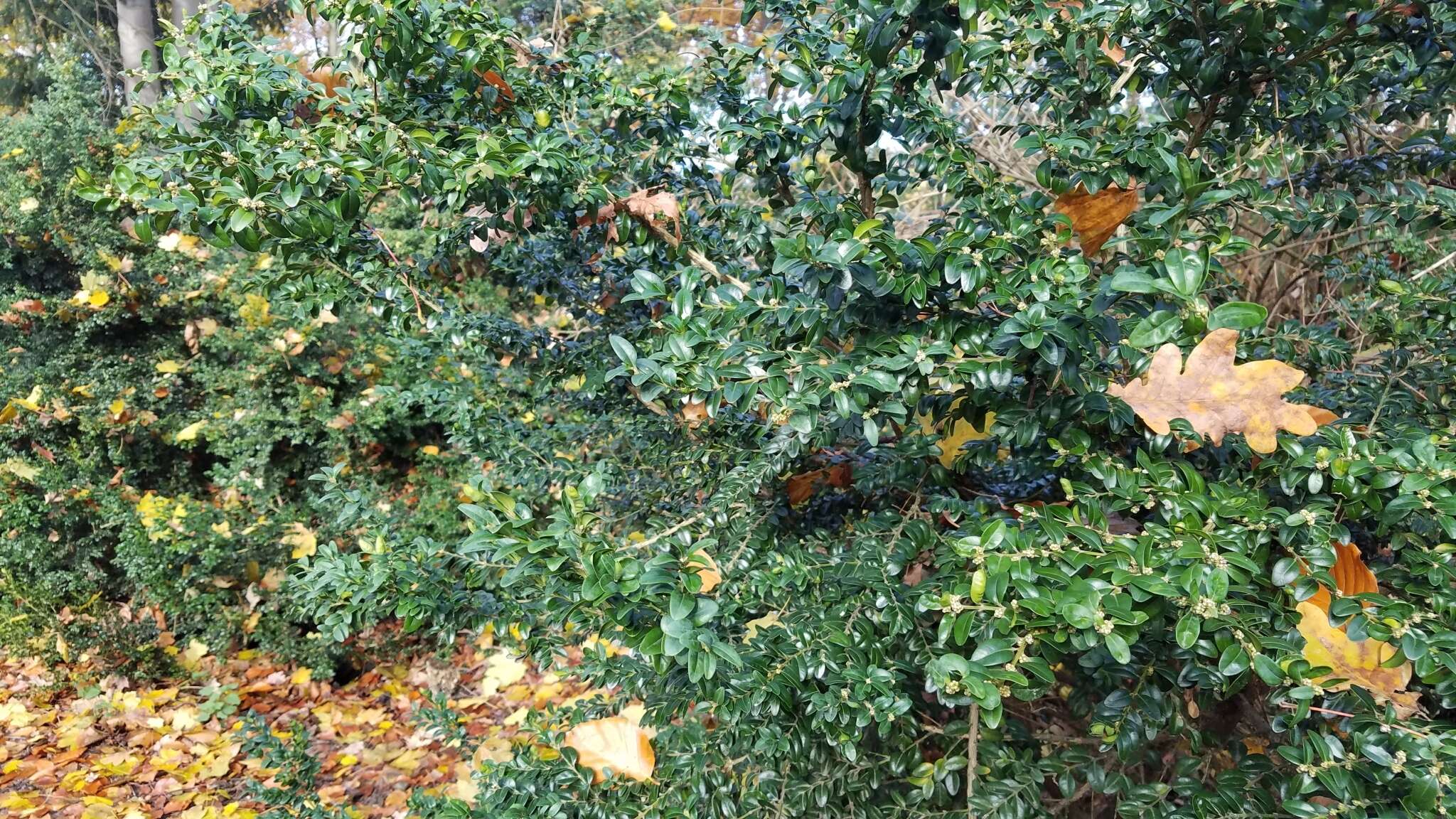 Sivun Buxus sempervirens L. kuva