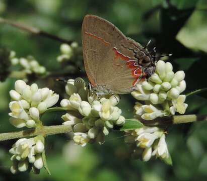 Image of Dusky-blue Groundstreak