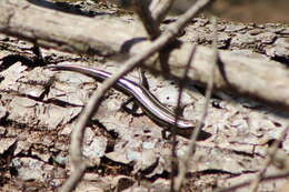 Plestiodon fasciatus (Linnaeus 1758) resmi