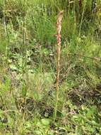 Image of Satyrium longicauda var. jacottetianum (Kraenzl.) A. V. Hall