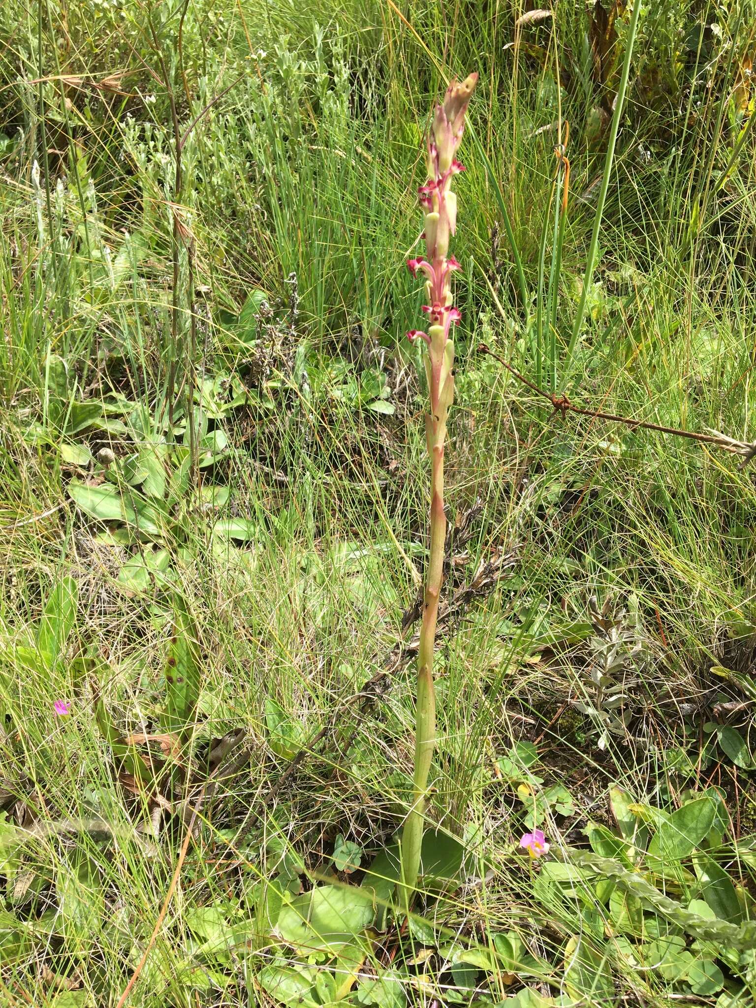 Image of Satyrium longicauda var. jacottetianum (Kraenzl.) A. V. Hall