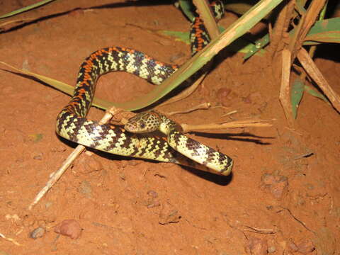 Image of Panama Spotted Night Snake