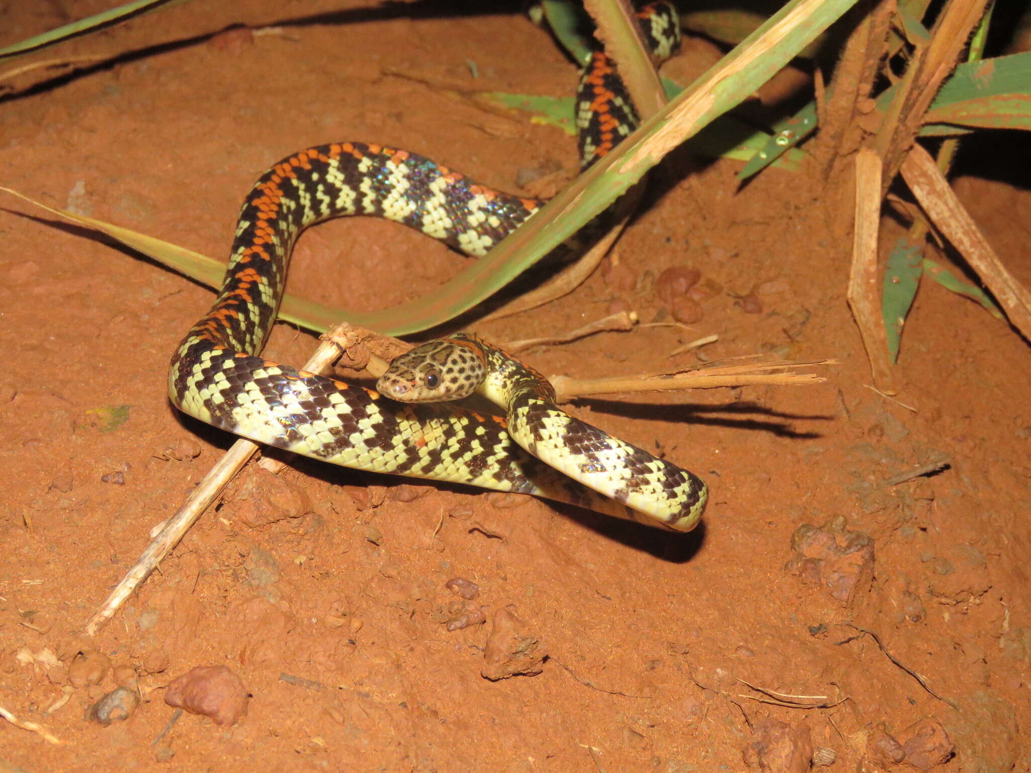 Image of Panama Spotted Night Snake