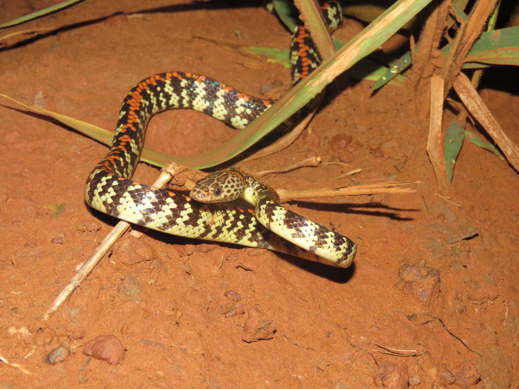 Image de Siphlophis cervinus (Laurenti 1768)