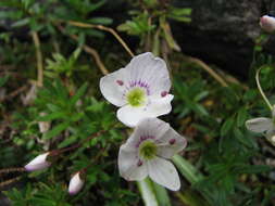 Слика од Veronica linifolia Hook. fil.