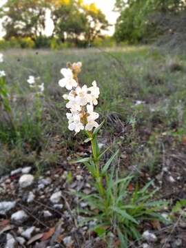 Image of Guadalupe beardtongue