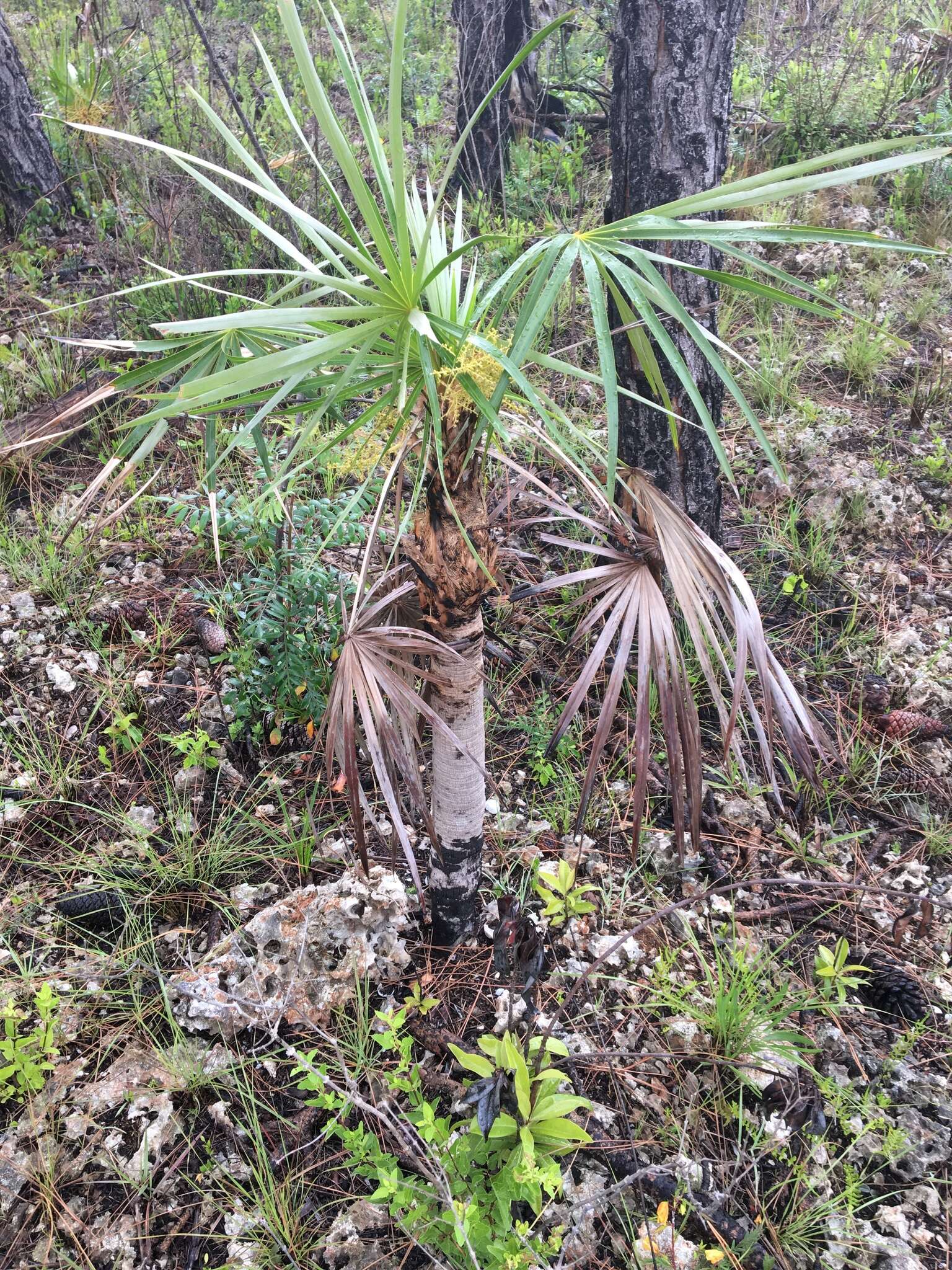 Image of Florida silver palm