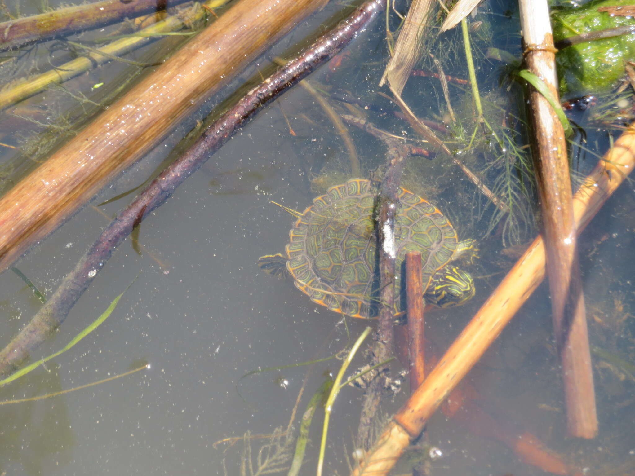 Image of Alabama Redbelly Turtle