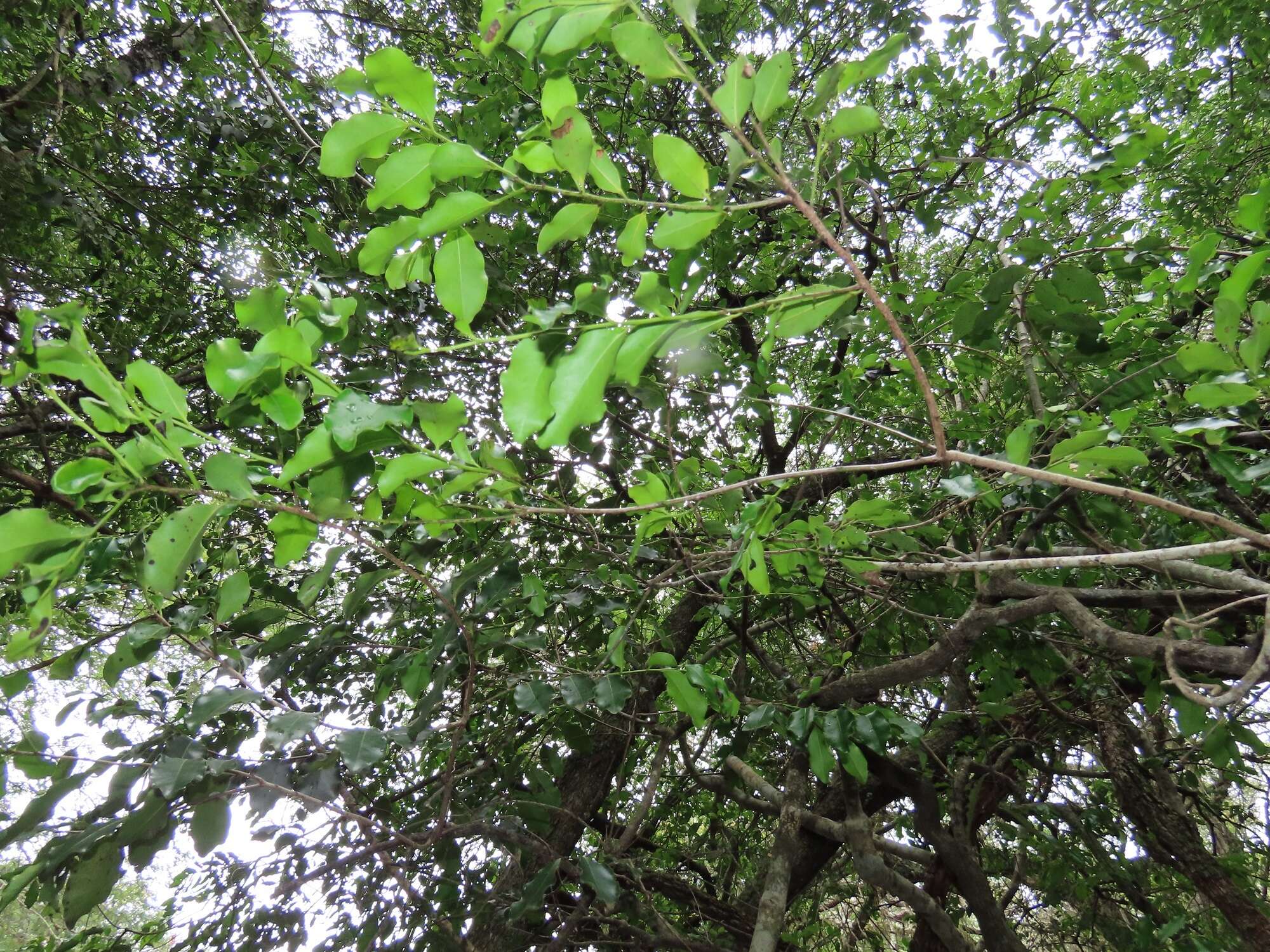 Diospyros inhacaensis F. White的圖片