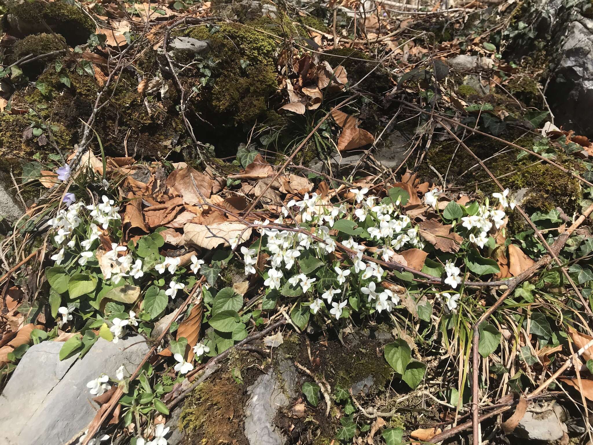 Image of White Violet