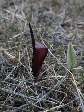 Image of Biarum tenuifolium subsp. abbreviatum (Schott) K. Richt.