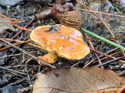 Image of Suillus bovinus (L.) Roussel 1796