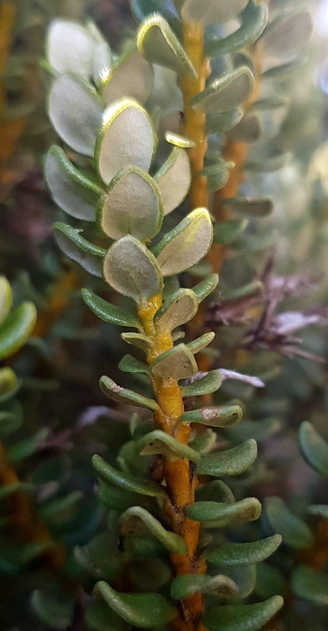 Image of Olearia nummularifolia Hook. fil.