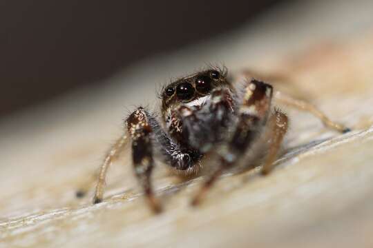 صورة Metaphidippus siticulosus (Peckham & Peckham 1909)