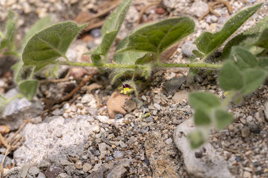 Image of Kickxia elatine subsp. crinita (Mabille) Greuter