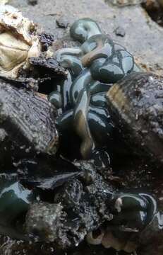 Image of Green Ribbon Worm