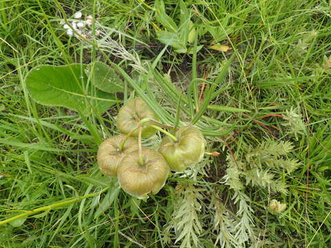 Sivun Pachycarpus campanulatus (Harv.) N. E. Br. kuva