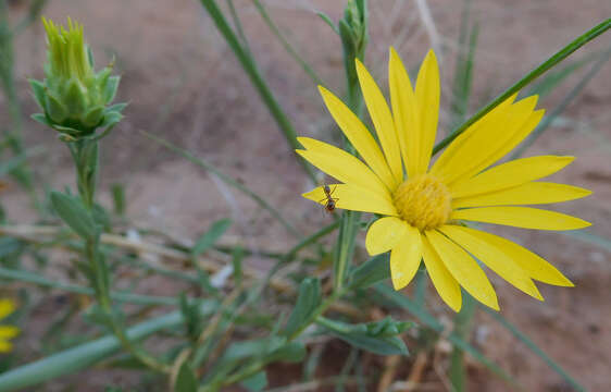 Image of Texas sleepydaisy