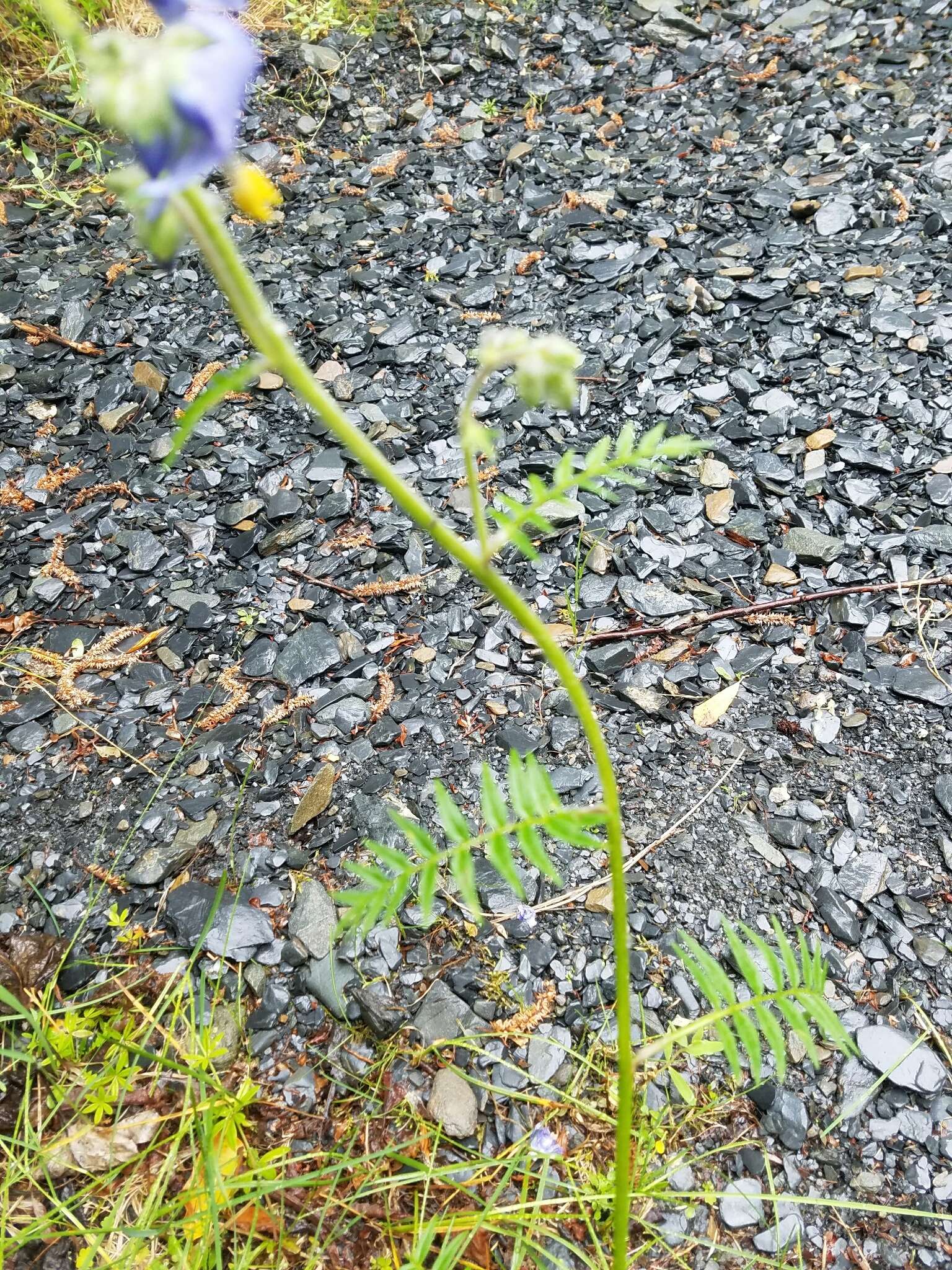 Слика од Polemonium acutiflorum Willd. ex Roem. & Schult.